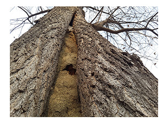 tree2